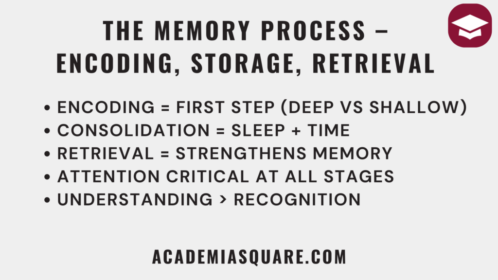 The Memory Process How Your Brain Stores and Retrieves Info